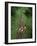 High Angle View of a Young Couple Hiking on a Forest Trail-null-Framed Photographic Print