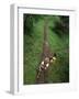 High Angle View of a Young Couple Hiking on a Forest Trail-null-Framed Photographic Print