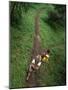 High Angle View of a Young Couple Hiking on a Forest Trail-null-Mounted Photographic Print