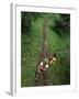 High Angle View of a Young Couple Hiking on a Forest Trail-null-Framed Photographic Print