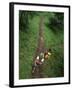 High Angle View of a Young Couple Hiking on a Forest Trail-null-Framed Photographic Print