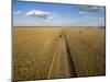 High angle view of combine harvesting corn crop, Marion County, Illinois, USA-Panoramic Images-Mounted Photographic Print