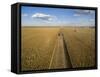 High angle view of combine harvesting corn crop, Marion County, Illinois, USA-Panoramic Images-Framed Stretched Canvas