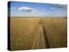 High angle view of combine harvesting corn crop, Marion County, Illinois, USA-Panoramic Images-Stretched Canvas