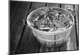 High angle view of crabs in a basket, Maryland, USA-Jerry Driendl-Mounted Photographic Print