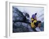 High Angle View of Female Ice Climber-null-Framed Photographic Print