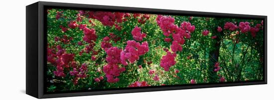 High Angle View of Pink Roses on a Trellis, Elizabeth Park, Hartford, Ct, USA-null-Framed Stretched Canvas