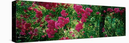 High Angle View of Pink Roses on a Trellis, Elizabeth Park, Hartford, Ct, USA-null-Stretched Canvas