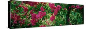 High Angle View of Pink Roses on a Trellis, Elizabeth Park, Hartford, Ct, USA-null-Stretched Canvas