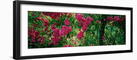 High Angle View of Pink Roses on a Trellis, Elizabeth Park, Hartford, Ct, USA-null-Framed Photographic Print