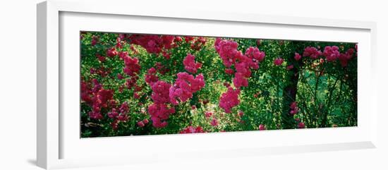 High Angle View of Pink Roses on a Trellis, Elizabeth Park, Hartford, Ct, USA-null-Framed Photographic Print