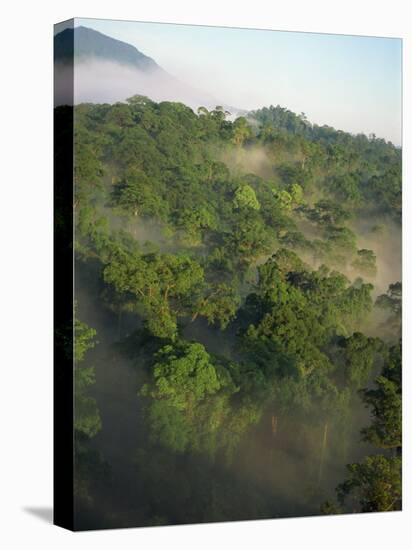 High Angle View of Rainforest-Murray Louise-Stretched Canvas