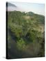 High Angle View of Rainforest-Murray Louise-Stretched Canvas