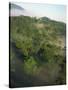 High Angle View of Rainforest-Murray Louise-Stretched Canvas