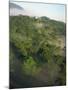 High Angle View of Rainforest-Murray Louise-Mounted Photographic Print