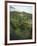 High Angle View of Rainforest-Murray Louise-Framed Photographic Print