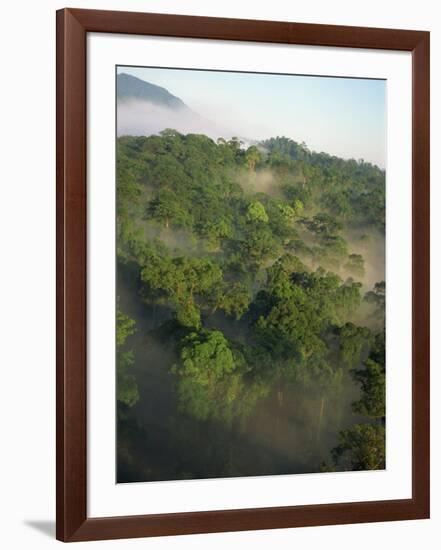 High Angle View of Rainforest-Murray Louise-Framed Photographic Print