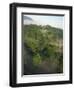 High Angle View of Rainforest-Murray Louise-Framed Photographic Print