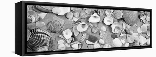 High Angle View of Seashells-null-Framed Stretched Canvas