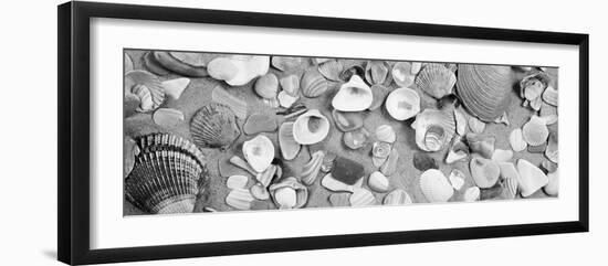 High Angle View of Seashells-null-Framed Premium Photographic Print