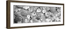 High Angle View of Seashells-null-Framed Photographic Print