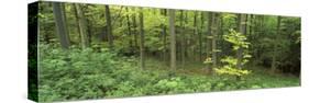 High Angle View of Trees in a Forest, Scarborough, England, United Kingdom-null-Stretched Canvas