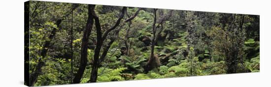 High Angle View of Trees in a Rainforest, Hawaii Volcanoes National Park, Hawaii, USA-null-Stretched Canvas