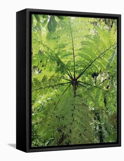 High Angle View Through Tree Fern, Monteverde Natural Reserve, Costa Rica-Juan Manuel Borrero-Framed Stretched Canvas