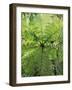 High Angle View Through Tree Fern, Monteverde Natural Reserve, Costa Rica-Juan Manuel Borrero-Framed Photographic Print