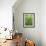 High Angle View Through Tree Fern, Monteverde Natural Reserve, Costa Rica-Juan Manuel Borrero-Framed Photographic Print displayed on a wall