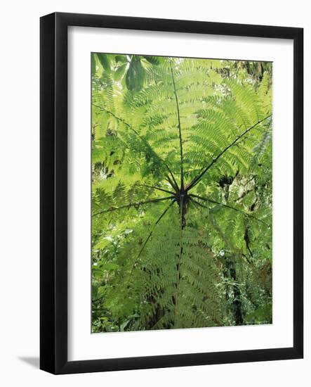 High Angle View Through Tree Fern, Monteverde Natural Reserve, Costa Rica-Juan Manuel Borrero-Framed Photographic Print