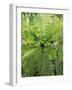 High Angle View Through Tree Fern, Monteverde Natural Reserve, Costa Rica-Juan Manuel Borrero-Framed Photographic Print