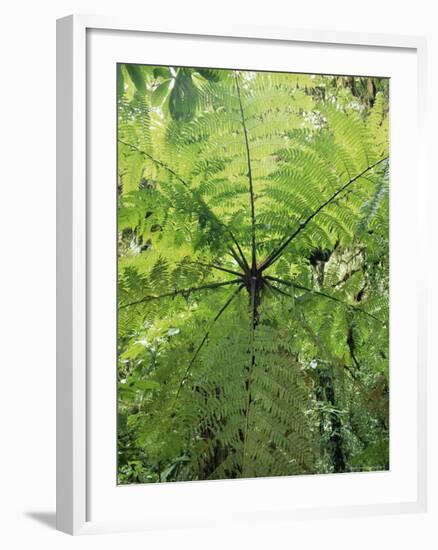 High Angle View Through Tree Fern, Monteverde Natural Reserve, Costa Rica-Juan Manuel Borrero-Framed Photographic Print