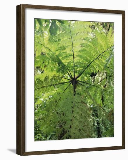 High Angle View Through Tree Fern, Monteverde Natural Reserve, Costa Rica-Juan Manuel Borrero-Framed Photographic Print