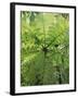 High Angle View Through Tree Fern, Monteverde Natural Reserve, Costa Rica-Juan Manuel Borrero-Framed Photographic Print