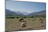 High Atlas, Morocco-Vivienne Sharp-Mounted Photographic Print