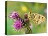 High Brown Fritillary Butterfly on Thistle, UK-Andy Sands-Stretched Canvas