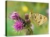 High Brown Fritillary Butterfly on Thistle, UK-Andy Sands-Stretched Canvas