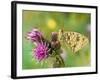 High Brown Fritillary Butterfly on Thistle, UK-Andy Sands-Framed Photographic Print