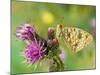 High Brown Fritillary Butterfly on Thistle, UK-Andy Sands-Mounted Photographic Print