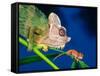 High Casque Chameleon with Young, Native to Eastern Africa-David Northcott-Framed Stretched Canvas