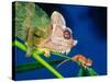 High Casque Chameleon with Young, Native to Eastern Africa-David Northcott-Stretched Canvas