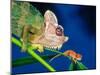 High Casque Chameleon with Young, Native to Eastern Africa-David Northcott-Mounted Premium Photographic Print