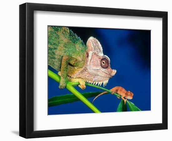 High Casque Chameleon with Young, Native to Eastern Africa-David Northcott-Framed Photographic Print