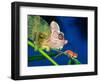 High Casque Chameleon with Young, Native to Eastern Africa-David Northcott-Framed Photographic Print