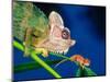 High Casque Chameleon with Young, Native to Eastern Africa-David Northcott-Mounted Photographic Print