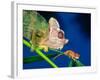 High Casque Chameleon with Young, Native to Eastern Africa-David Northcott-Framed Photographic Print