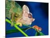 High Casque Chameleon with Young, Native to Eastern Africa-David Northcott-Stretched Canvas