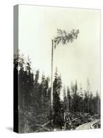 High Climber Topping Tree, 1923-Asahel Curtis-Stretched Canvas