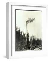 High Climber Topping Tree, 1923-Asahel Curtis-Framed Giclee Print